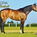 LOTE 003 - EMBRIÃO EFETIVADO - CORONA FIREBALL x CORONA TRÊS G2