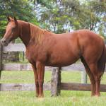 LOTE 018 - TIROLESA TO FLY EDU