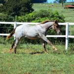 LOTE 017 - INSANE BET VRA