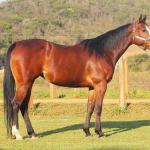 LOTE 002 - CORONAFROMTHEGETGO