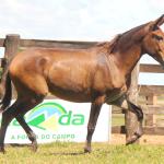 LOTE 001 - GRANFINA