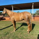 LOTE 006 - RED ACRE SWR