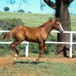 LOTE 015 - GUNNATRUCK VRA