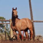 LOTE 016 - LUNA HELLUVA MISTER