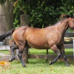 LOTE 012 - KINDA APOLLO THISTU