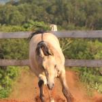 LOTE 011 - REYDIOACTIVE JPJ