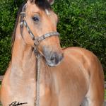 LOTE 016 - SPIN LENA Z