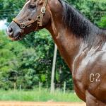 LOTE 002 - TUX CORONA G2