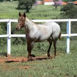 LOTE 003 - DALLARA CAT VRA