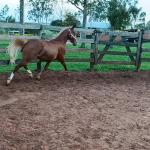 LOTE 008 - DUAL BROWN CAT MPQ