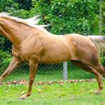 LOTE 002 - FIREWATER ICY LADY (VENTRE PARA LIVRE ACASALAMENTO)