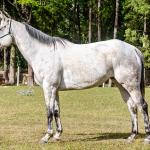 LOTE 017 - CANDY JET GAMAY MMT