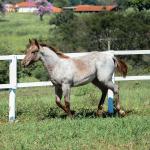 LOTE 004 - TRINITY CAT VRA