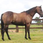 LOTE 003 - MAGAYVER ONLY