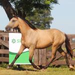 LOTE 016 - APOLLO H HANCOCK