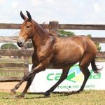 LOTE 001 - GRANFINA