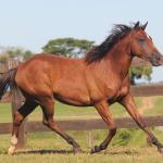 LOTE 018 - SAN JAMES APOLLO BEE