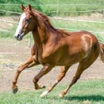 LOTE 006 - LAST BRYAN STARLIGHT