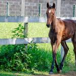 LOTE 009 - MV OK BELEZA