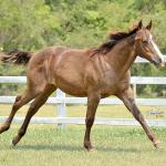 LOTE 013 - LITTLE QUEEN DUN IT