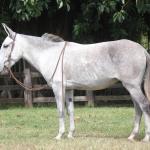 LOTE 011 - LUDMILA