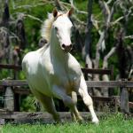 LOTE 005 - TWICE GALLO STEP