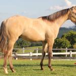 LOTE 011 - REYDIOACTIVE JPJ