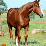 LOTE 007 - KINGS HEAVEN REY B3