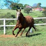 LOTE 009 - CHRISTY RED CAT (2x1)