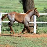 LOTE 005 - CATILLAC BET VRA