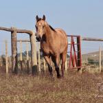 LOTE 016 - LUNA HELLUVA MISTER