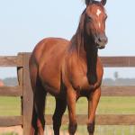 LOTE 018 - SAN JAMES APOLLO BEE
