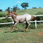 LOTE 002 - DUCATTI CAT VRA