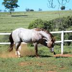 LOTE 001 - SPOTTISH