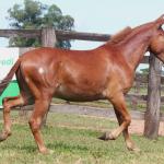 LOTE 003 - TRES PINTAS