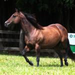 LOTE 012 - KINDA APOLLO THISTU