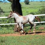 LOTE 004 - TRINITY CAT VRA
