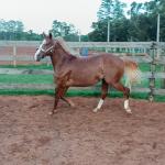 LOTE 008 - DUAL BROWN CAT MPQ