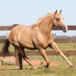 LOTE 017 - APOLO DANS FIREWATER