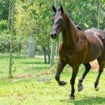 LOTE 001 - WANNA BET BC (VENTRE PARA LIVRE ACASALAMENTO)