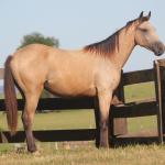 LOTE 016 - APOLLO H HANCOCK