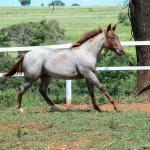 LOTE 003 - DALLARA CAT VRA