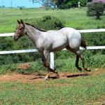 LOTE 017 - INSANE BET VRA