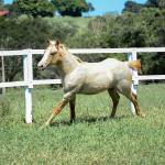 LOTE 016 - KYLE GUN VRA