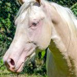 LOTE 007 - CREME APOLLO ENC