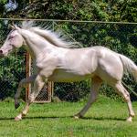 LOTE 007 - CREME APOLLO ENC