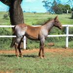 LOTE 005 - CATILLAC BET VRA