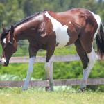 LOTE 005 - NAOMY TOP TOO CODY YBJ