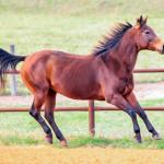 LOTE 007 - MISS DUAL PEP HSC