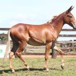 LOTE 021 - DIAMANTE